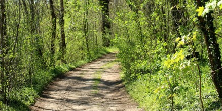 Camminata meditativa